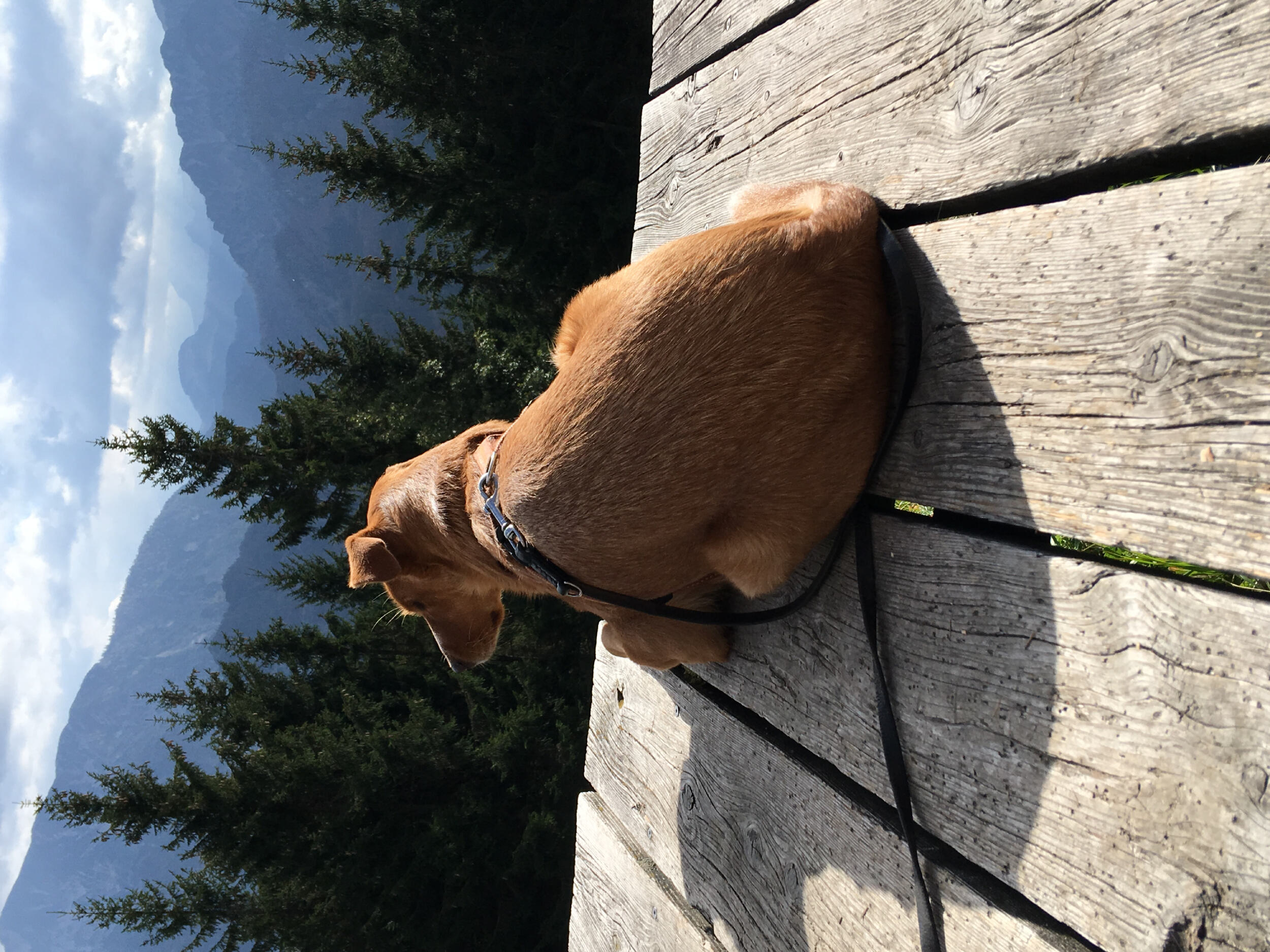 Wandern mit Hund