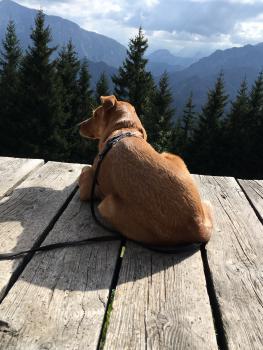 Wandern mit Hund 