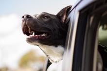 Ausflüge mit Hund